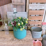 現品SALE♡ピックつき【フリルビオラ入り６種類寄せ植え】アイアンピック！カーキブルー系ブリキ鉢♪素敵なガーデニング♪