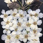 N-73　押し花　なしの花　とつぼみ