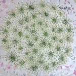 ♡new♡作家様必見♡ ♡レースフラワー 押し花♡