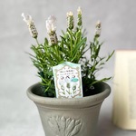フレンチラベンダー　ラベラ♡ピュアホワイト♡真っ白なラベンダー　うさぎ　植木鉢