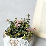 フォックスリータイム♡斑入りのタイム　寄せ植え　ハーブ　苗　ピンクの可愛いタイム