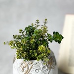 タイム　レモンキング♡爽やかな香りのタイム　斑入り　グラウンドカバー　寄せ植え