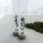 Botanicaltube  わすれな草