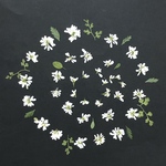 押し花＊ユーフォルビア(花先のみ)