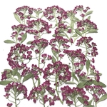 アリッサムの押し花⑧