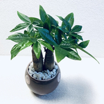 ハイドロカルチャー　パキラ　２本仕立て　小石原焼　ドット　水玉　陶器　観葉植物