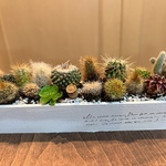 サボテンの寄せ植え ハリネズミ