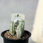 ユーフォルビア♡白樺キリン　白いユーフォルビア　サボテン　多肉植物　化粧鉢付き