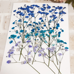 押し花 ブルー系かすみ草