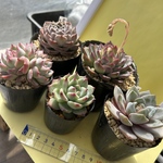 多肉植物 韓国苗 お買い得セット
