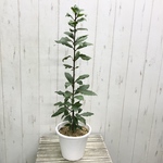 月桂樹 ローリエ 5号鉢