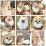 ayumimarume様専用窓口（ポメラニアン）たんぽぽの綿毛⚪️🌱　オーダーメイド　羊毛フェルト　犬　オーダー　ダックス　チワワ  シーズー  ビーグル