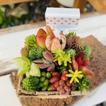 1点限り！多肉寄せ植え