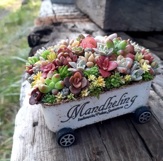 オーダー承ります 多肉植物寄せ植え そのまま飾れる ちま寄せ花車