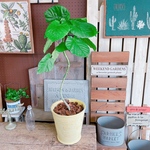 現品のみ♡【すらっとウンベラータ】オシャレなハートリーフグリーン♡人気観葉植物！優しいイエロー系陶器鉢♪