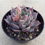 多肉植物　"ジャッカル"