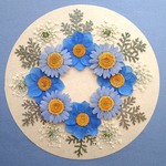 押し花セットO＜組み立てのお花＆ノースポール＆レースフラワー他＞