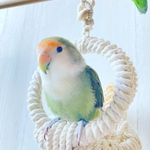 ⭐︎コロンとした綿ロープの鳥ブランコ⭐︎