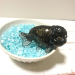 金魚　らんちゅう