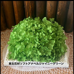 グリーン綺麗色❣️東北花材（TDKA）newカラー❣️ソフトアナベルシャイニーグリーン小分け❣️ハンドメイド花材