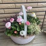 デージーがころんと可愛い寄せ植え♪