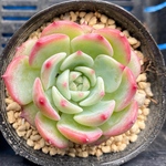 マリア　韓国苗　多肉植物