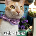 シュシュくびわ