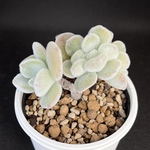 プルビナタ　プルビナータ　多肉植物