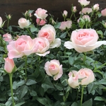 チュチュ♡オプティマ♡ミニバラ♡可愛い♡