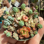 小さな多肉ガーデン 多肉植物寄せ植え