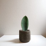 ●数量限定●新作●　”サンスベリア　マッソニアーナ　斑入り　Quay鉢/受け皿セット”　観葉植物　マッソニア　多肉植物　モダン　