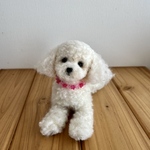 羊毛フェルト　トイプードルホワイト
