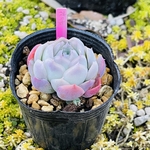 多肉植物　花月夜