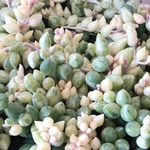 斑入り♡ピーチネックレス♡エンジェルティアーズ♡麻巻き♡