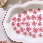 【押し花素材】レースフラワー　着色　朱色　pressed flowers