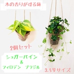 【送料無料】2個セット　シュガーバイン＆フィロデンブラジル　ハンギングプランター　