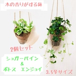 【送料無料】2個セット　シュガーバイン＆ポトス エンジョイ　ハンギングプランター