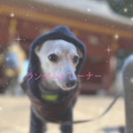 イタグレ服♪  感謝をこめて　ランダムトレーナー