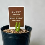 うさぎの耳♡多肉植物　モニラニア♡苗　希少な植物　モニリフォルメ　うさ耳