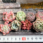 🅱️名前付き韓国苗　限定8個セット　多肉植物　お買い得　寄せ植え