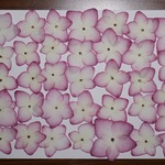 押し花商品【アジサイ　ミライ】