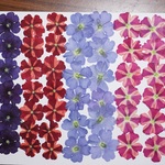 押し花商品【バーベナ】