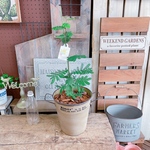 現品ラスト♡【ミモザアカシア】毎年イエローのお花が楽しめます♡ベージュ系ブリキ！お手頃サイズ♪