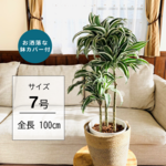 【新生活応援】ドラセナ　ジェードジュエル　ホワイトバード　7号　麻布鉢カバー付き　観葉植物　インテリア 送料無料