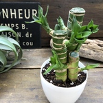 キングバンブー♡縁起の良い植物♡風水♡観葉植物
