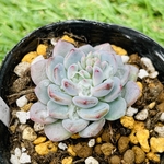 190多肉植物　ラウ165