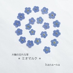🔹大輪の忘れな草  ミオマルク20 ＊ 押し花