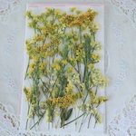 押し花黄色小花