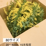 ミモザ(生花)送料無料♪