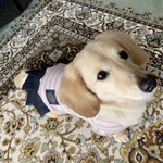 ⭐︎送料無料⭐︎ミニチュアダックス愛犬服パーカーワンピース
